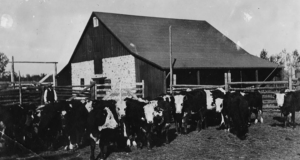 stone barn in front of corral with many cows