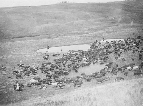 Moving cattle in 1896 near Black Butte,  in northern Sublette County.  May McAlister Sommers, in the white dress at bottom left, is helping move her family’s cattle. Sommers family photo.