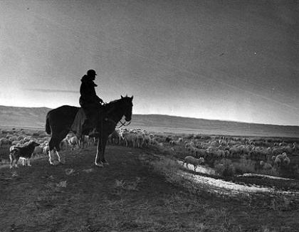A sheepherder on the Burke Ranch north of Casper. Chuck Morrison Collection, Casper College Western History Center.