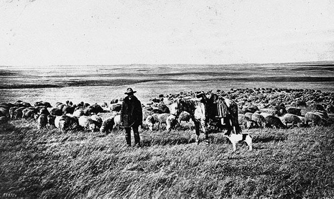 A sheepherder with his horse, dog and flock, 1906. Wyoming Tales and Trails.