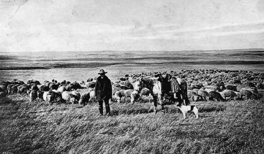 J. B. Okie's flocks had grown to 12,000 head by 1891. Wyoming Tales and Trails photo.