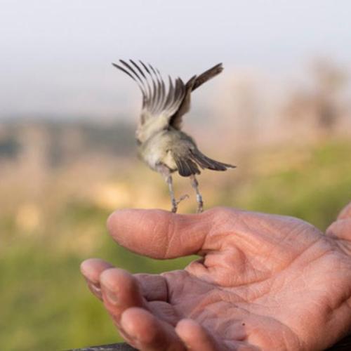 The author bands a warbling vireo, left, and then releases it. Evan Barrientos photo.