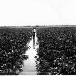 Irrigating a beet field on the G. F. Goodrich farm near Wheatland, Wyo., 1909. J.E. Stimson, Wyoming State Archives.