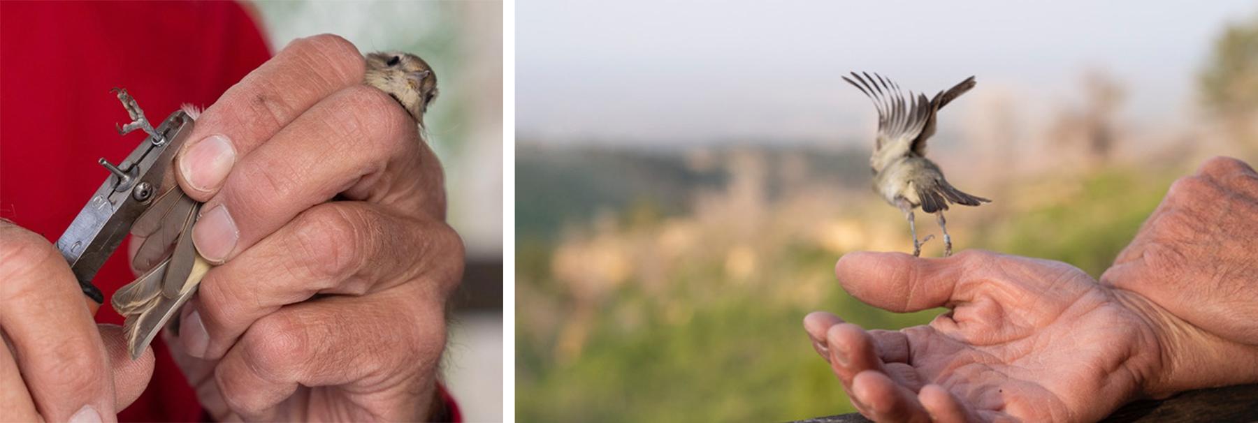 The author bands a warbling vireo, left, and then releases it. Evan Barrientos photo.