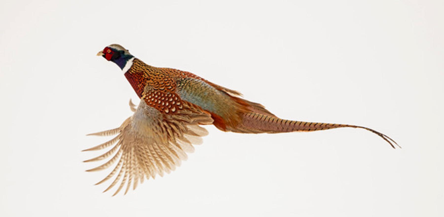 Ring-necked pheasants, popular game birds, were introduced in the United States from Asia in the 1880s. They first showed up in the Bates Hole Christmas count in 1984 and and have become more common since 2005. This male flies near Powell, Wyoming. Rob Koelling photo.