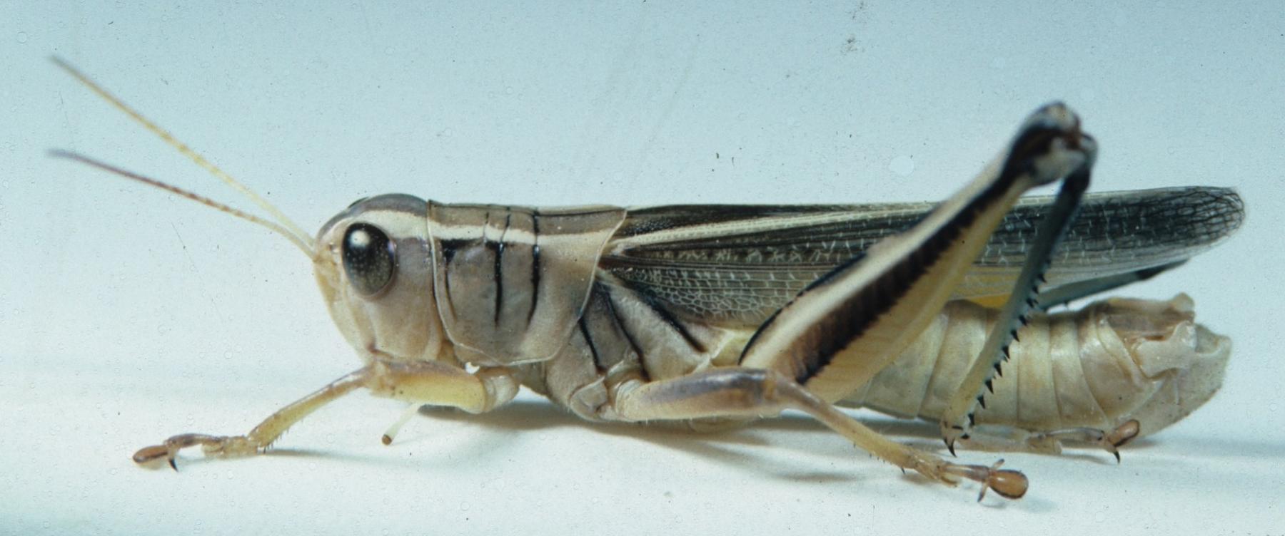 close-up of a two-striped grasshopper