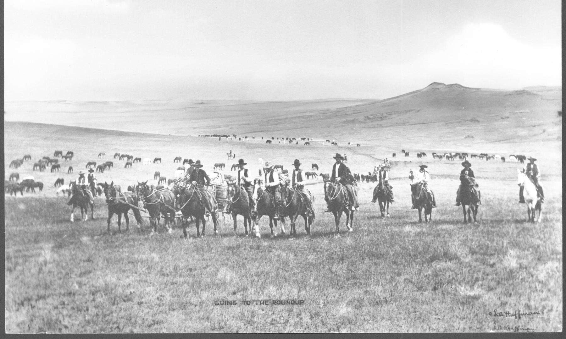open plains with large herd of cows and multiple mounted cowboys riding along