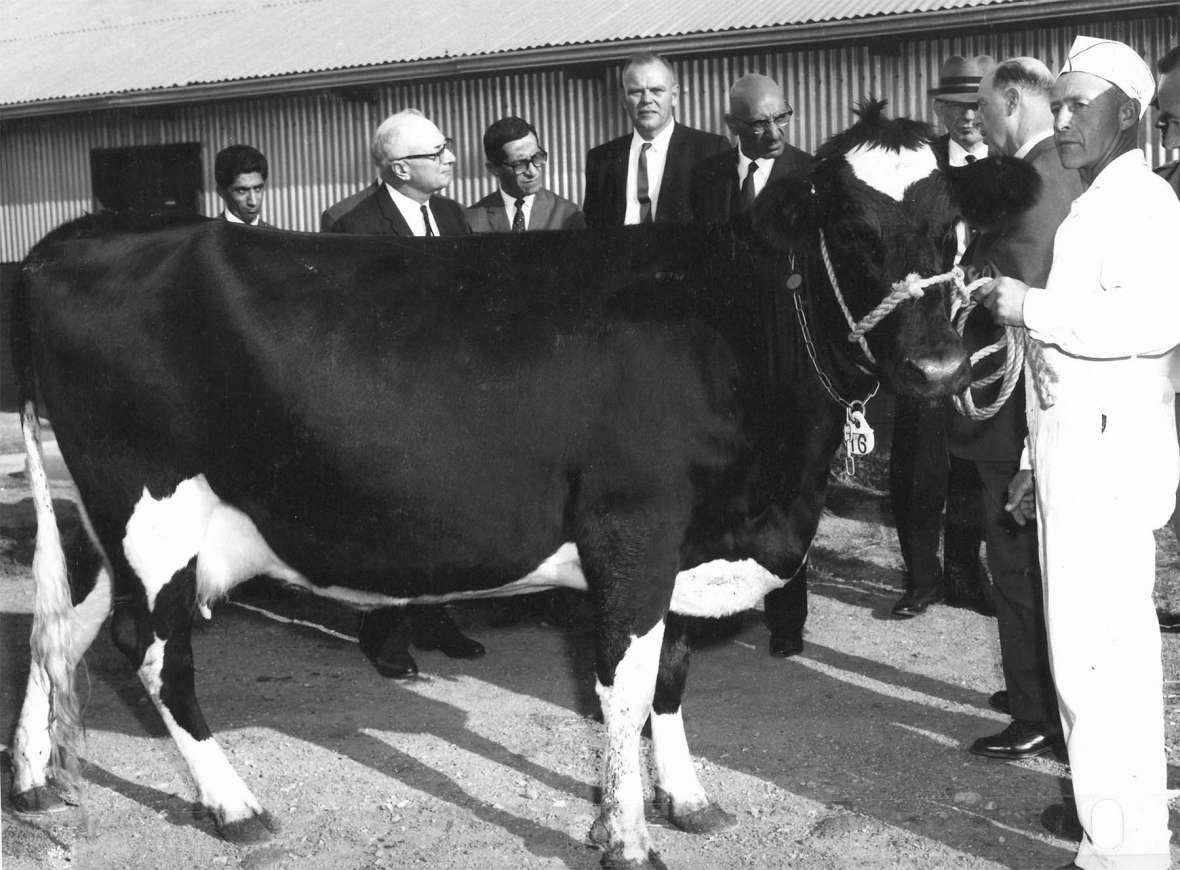 King Zahir, fifth from left, showed keen interest in dairying as he examined one of the top UW milk cows at the university’s stock farm. Facing the camera on the King’s right is Agriculture College Dean N.W. Hilston.”