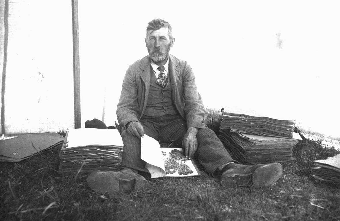 University of Wyoming botanist Aven Nelson shows books of plant specimens in Yellowstone Park, 1899. He was happiest when working in the field. American Heritage Center.