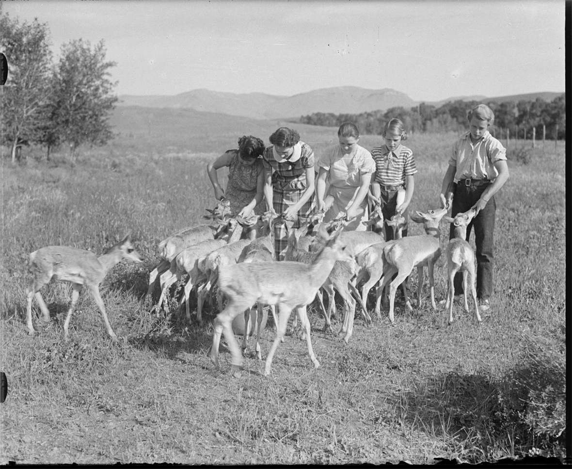 In the 1930s, Belden developed a passion for antelope conservation, capturing fawns shortly after birth, raising them as pets and selling them to zoos. Of the five girls helping with the feeding, tthe two on the right are probably his daughters Margot and Annice; the other three may be guests at the Pitchfork Ranch. American Heritage Center.