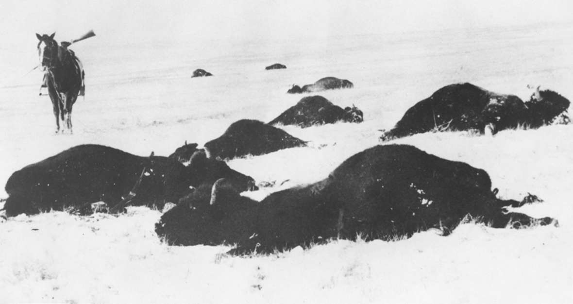 Buffalo were gone from the Wyoming ranges by the mid-1880s. Twenty years later, it looked as if elk, deer and especially pronghorn antelope might face the same fate. Wyoming State Archives.