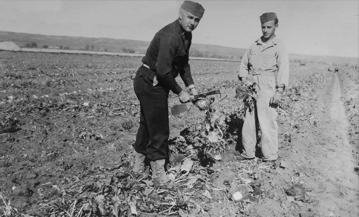 Two POWs top beets near Wheatland during the beet harvest, October 1944. Laramie Peak Museum. 