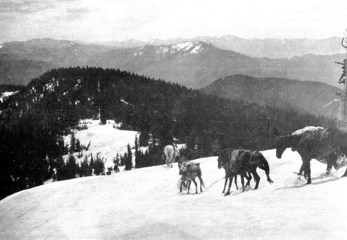 Pack animals in rough country on the 1904 survey of the Montana-Idaho border. Mules were essential to Richards’s efforts. One tipped over backward from a cliff 40 feet high, flipped twice, landed on its back, smashed the pack and packsaddle but survived to go on working. Riverton Museum.