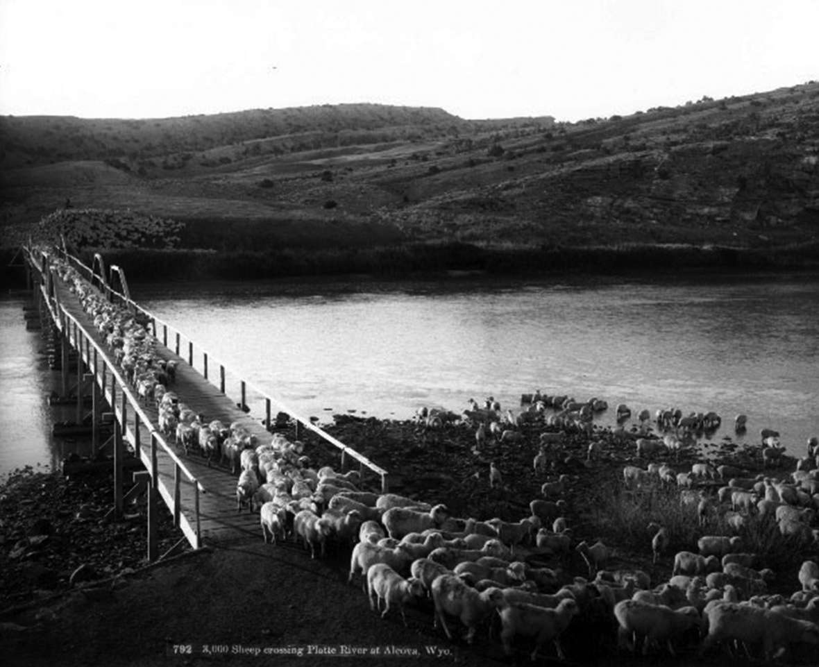 Three thousand sheep cross the North Platte River at Alcova, 1903. Most of Wyoming's wealth at the outbreak of the Great War was in sheep and cattle. Wyoming State Archives. 