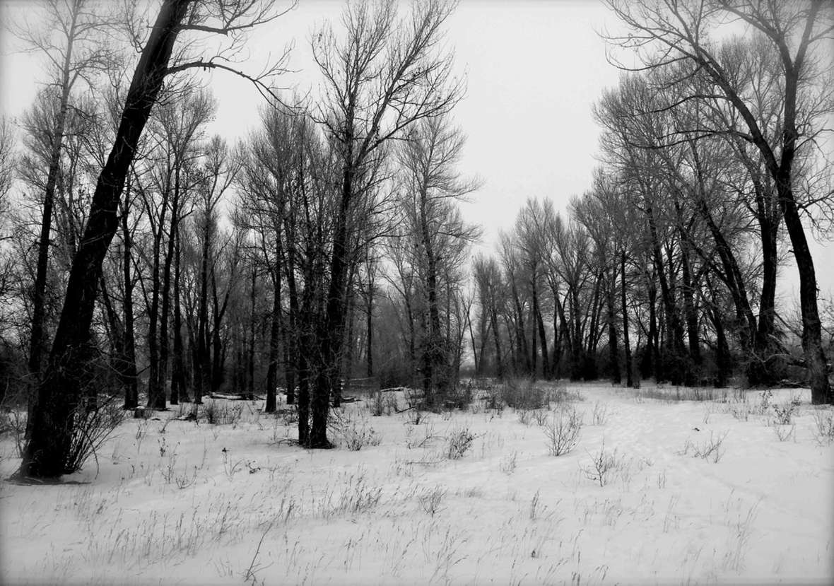 A wintertime grove of narrowleaf cottonwoods in the Laramie Valley. Zenas Leonard and fellow beaver trappers thought the inner bark of trees like these would sustain their horses, but narrowleaf cottonwood bark is bitter and the horses starved. Author photo.