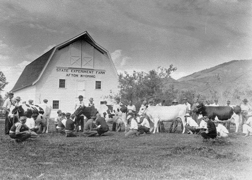 Future Star Valley farmers study dairy types at the state experiment farm substation, Afton, Wyoming, 1932. American Heritage Center, University of Wyoming. 