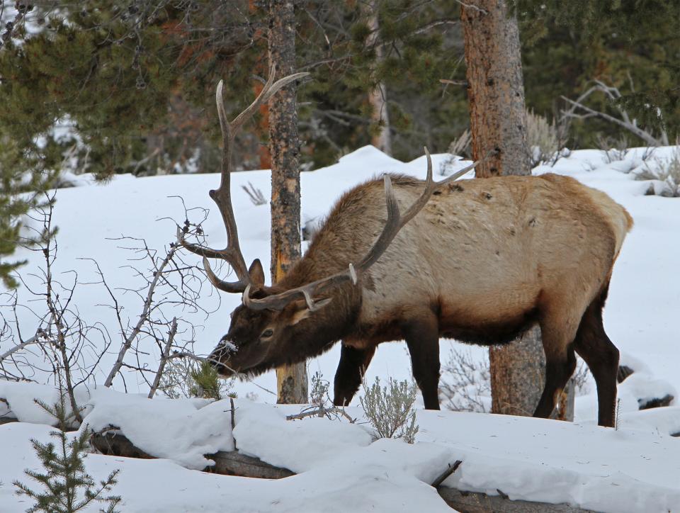 By 1961, there were too many elk in Yellowstone, and they were damaging the habitat. In the winter of 1961-1962, the National Park Service took drastic measures. Yellowstone rangers killed more than 4,300 elk, which were immediately butchered by members of the Blackfeet tribe. But public outcry was enormous, and Park Service officials realized they needed new approaches. Here, a bull elk in Yellowstone browses in winter. National Park Service photo.