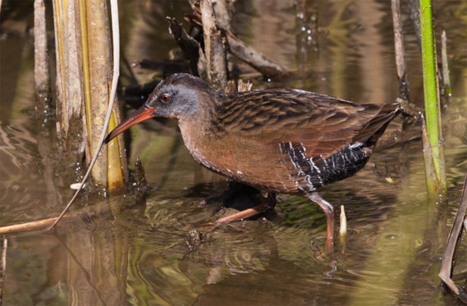 The robin-sized Virginia rail likes marshes, tidal flats and other wet, buggy places. It's very rare in Wyoming, especially in winter, when Charlie Scott and Frank Odasz saw one dropped, alive, from the beak of a small raptor—and captured it. Mike Baird photo, Wikipedia.