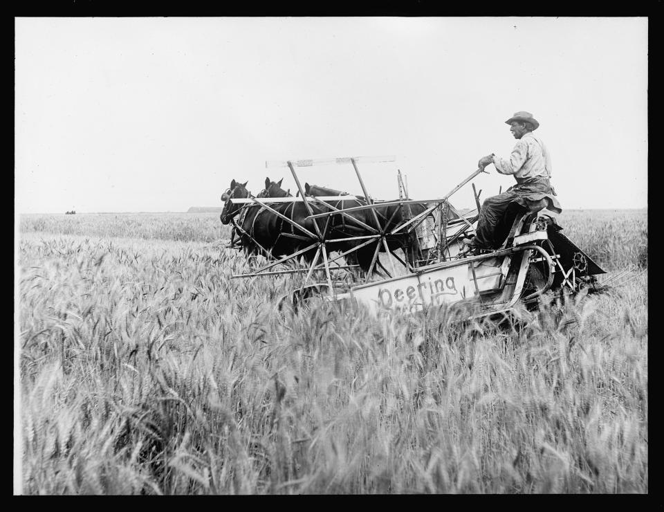 Man driving a horse-drawn reaper in a field of ripe grain