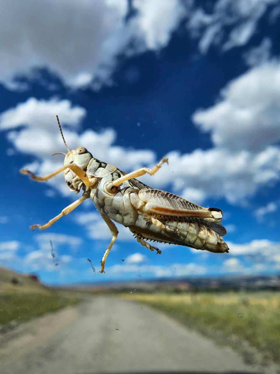 View of the underside of a grasshopper seen through glass so it looks suspended above a road in a biright summer landscape