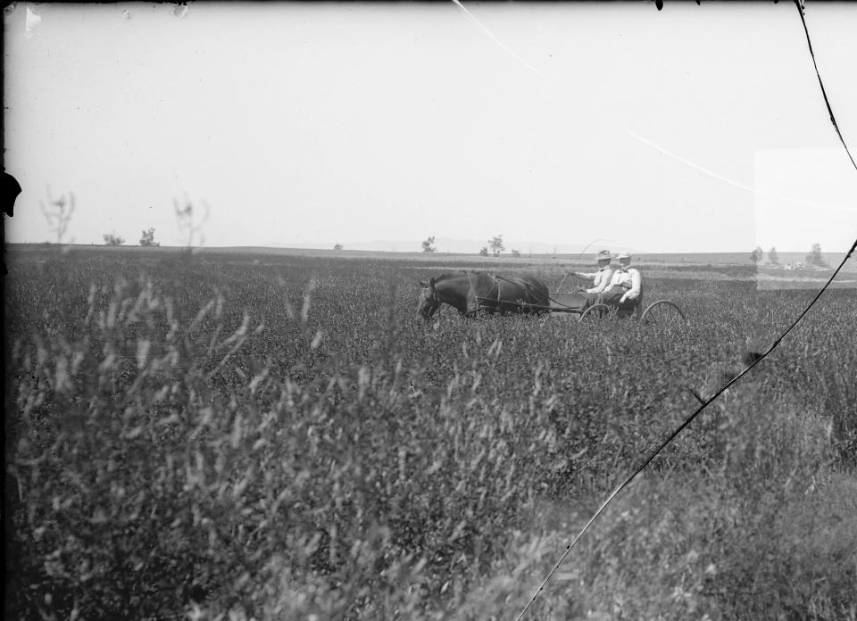 View of expansive grassland with two women in a small horse-drawn cart in the midst of the field