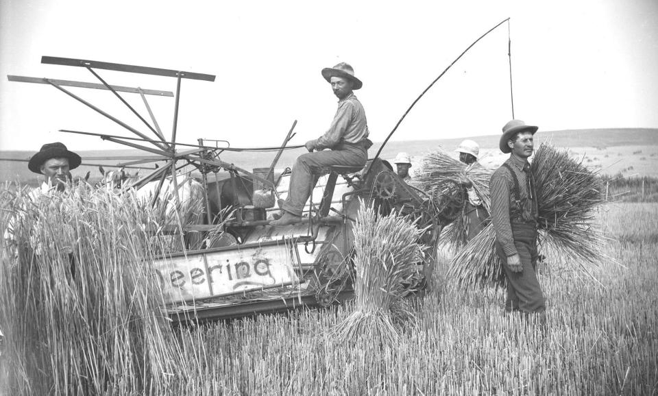 Five men in a wheat field threshing sheaves of wheat with an antique thresher