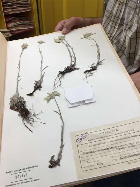 An herbarium is like an archive of plants. Here, Rocky Mountain Herbarium Curator Ernie Nelson (no relation to Aven) displays specimens of the genus Leontopodium, from Russia. Lori Van Pelt.