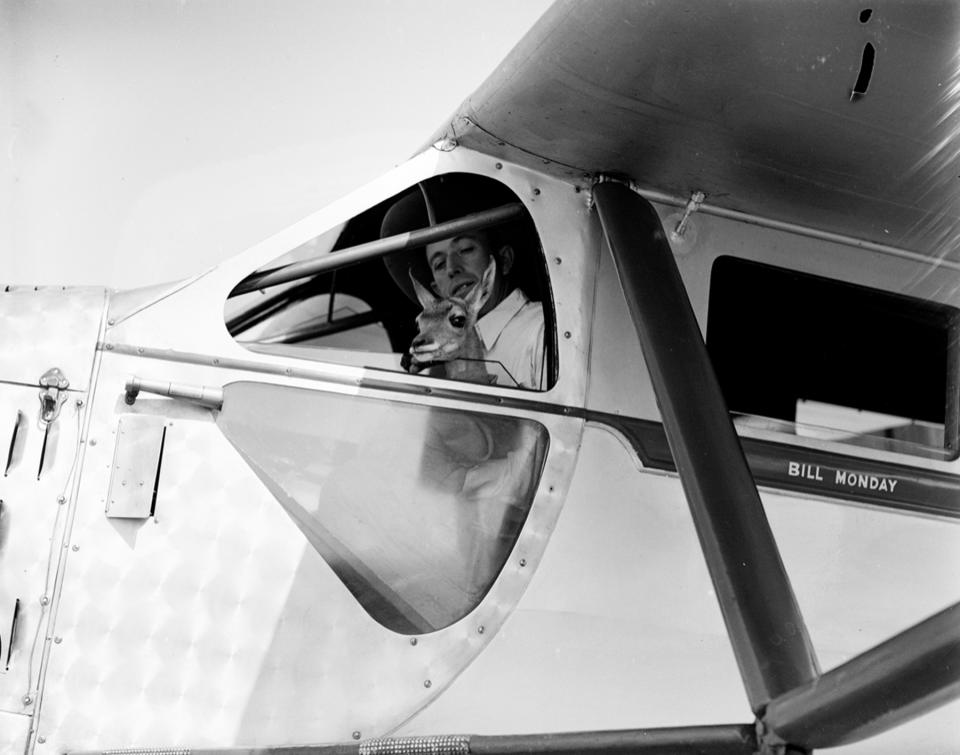 Cody-based pilot Bill Monday with a pronghorn antelope fawn in the cockpit of his single-engine Ryan monoplane. Buffalo Bill Center of the West.