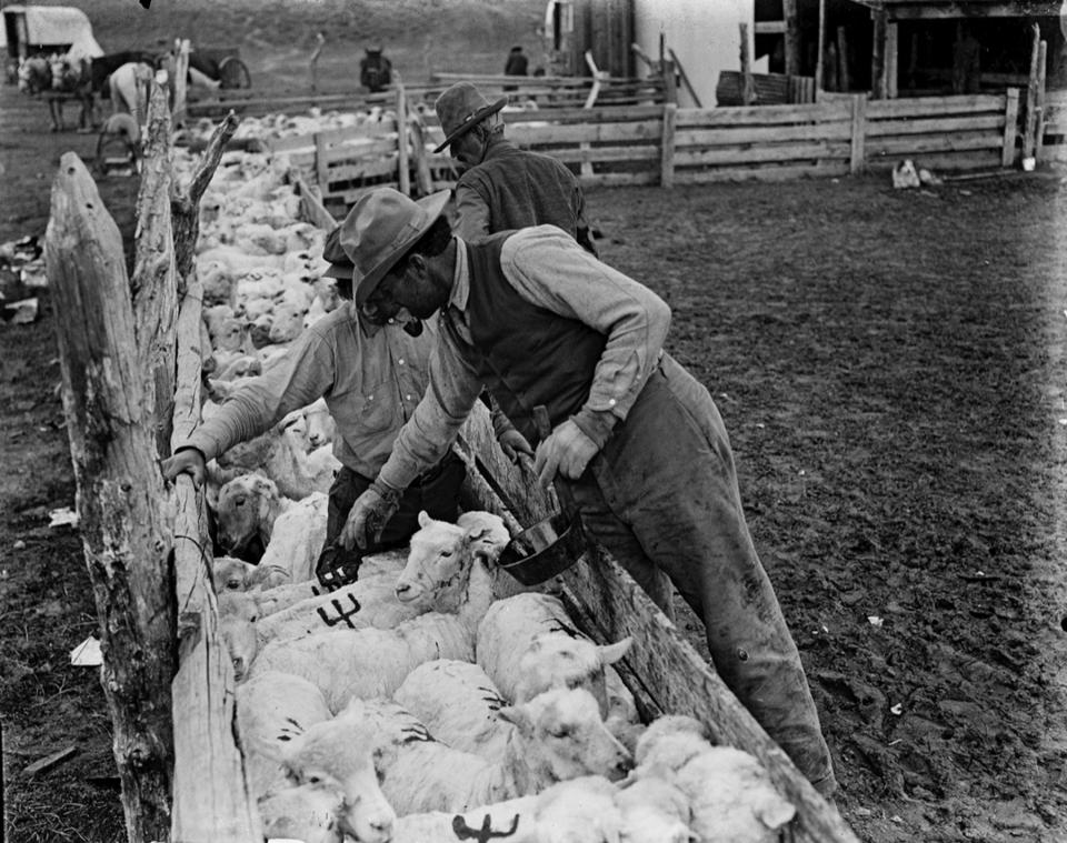 Along with glamorous dudes, celebrities and scenic vistas, Belden recorded daily work on the ranch. Here, herders paint the Pitchfork brand on sheep. Buffalo Bill Center of the West.