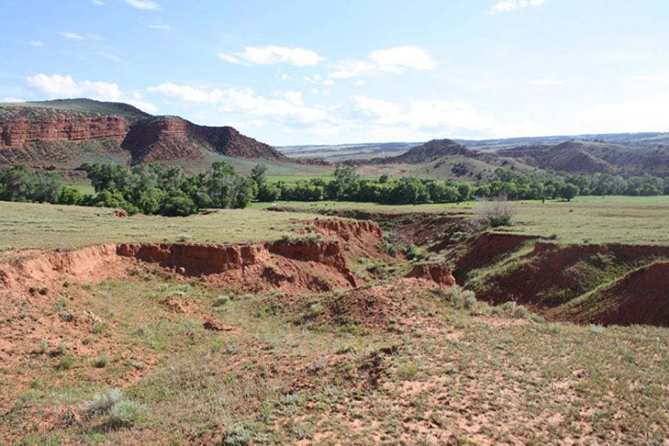 Looking south down the ravine from which Whirlwind and other Cheyenne warriors jumped up to fire point-blank at the advancing cavalry, stopping their charge. The village was along the creek; Shoshone warriors fired down onto it from the bluff, at left. Tom Rea photo.