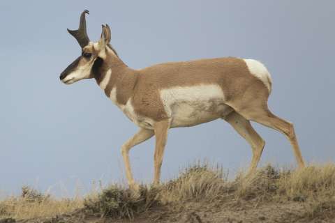 A Pronghorn buck. The animals are called antelope in this article because they were referred to that way in the early Wyoming statutes. Wikipedia.