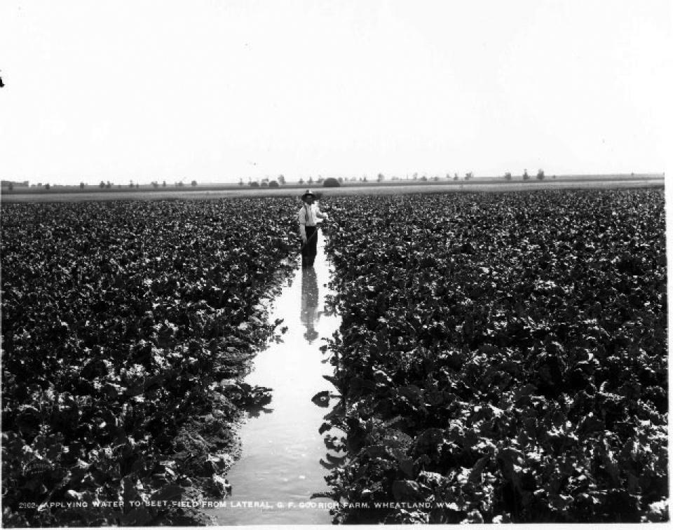 Irrigating a beet field on the G. F. Goodrich farm near Wheatland, Wyo., 1909. J.E. Stimson, Wyoming State Archives.