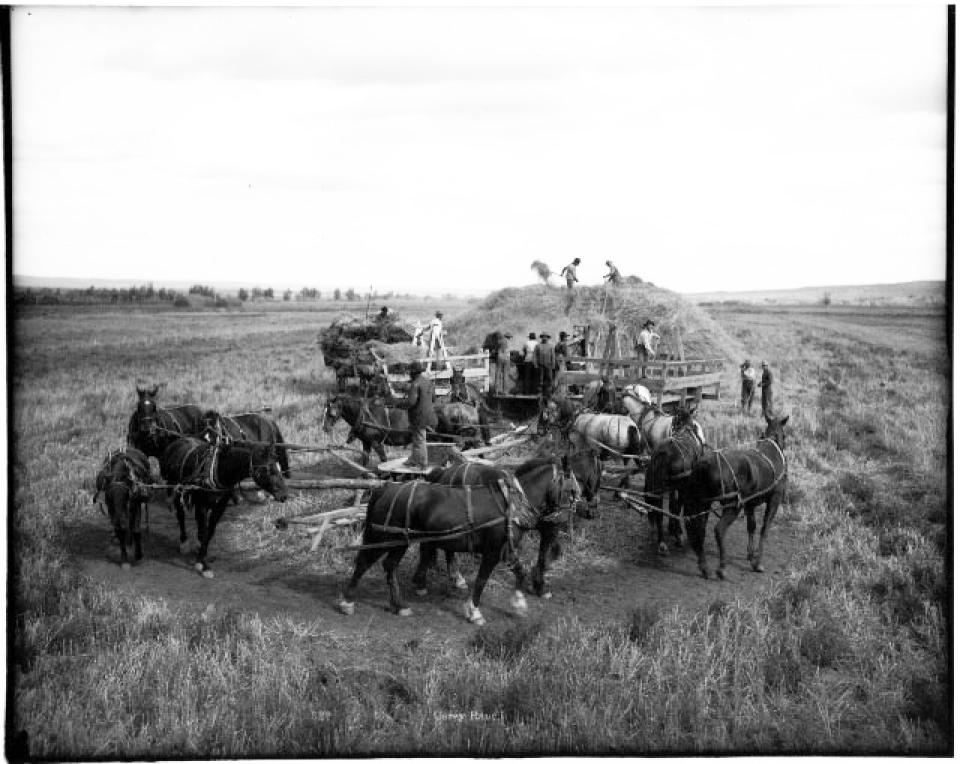 Threshing oats on the Carey Ranch west of Douglas, Wyo., 1903. J.E. Stimson, Wyoming State Archives.