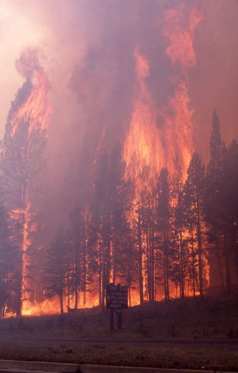 High winds moved fires fast through crowns of trees, throwing burning embers a mile ahead of the conflagrations, jumping roads, rivers and firelines. This crown fire threatened Yellowstone's Grant Village. National Park Service.