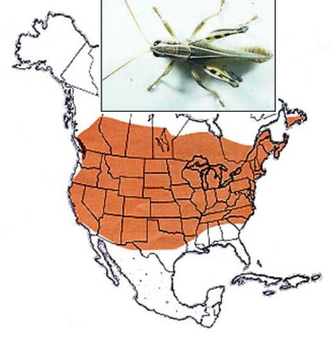 Map with photo of two-striped grasshopper shows the insect's range from across southern Canada all the way south almost to the Mexican border, except fo areas along the Gulf Coast.