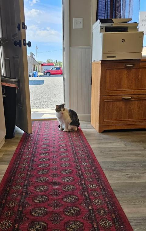 A housecat sits on carpet in front of an open door