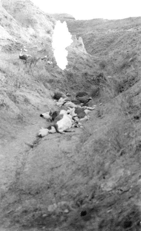 Dead cattle piled up in an arroyo
